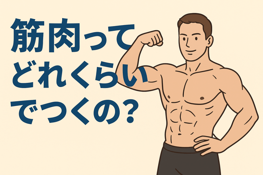 【完全解答】筋肉ってどれくらいでつく？｜初心者が知るべきリアルな目安